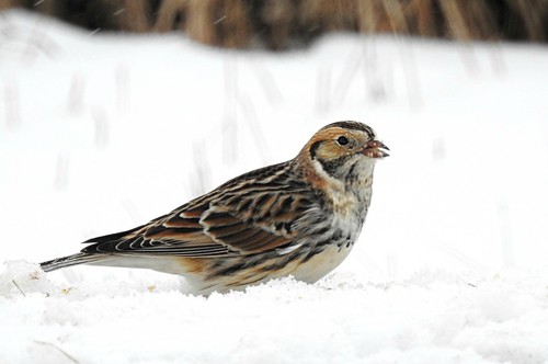 Lapland Longspur