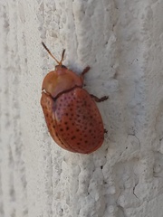 Chelymorpha indigesta