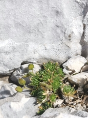 Draba aspera, photograph (c) Ljaž, some rights reserved (CC BY)