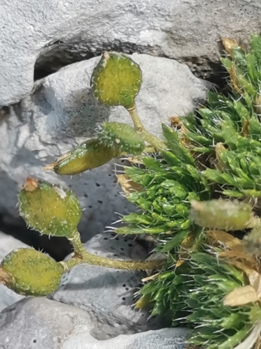 Draba aspera, photograph 6