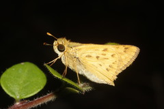 Hylephila phyleus phyleus