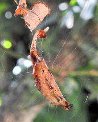 Arachnura scorpionoides