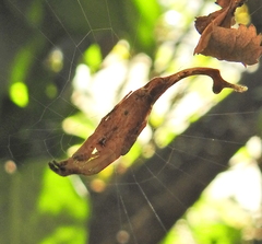 Arachnura scorpionoides