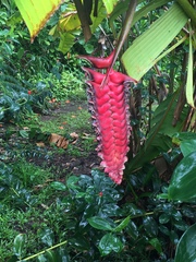 Heliconia mariae