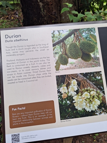 Image of Durio zibethinus by (c) Heidi Meudt, some rights reserved (CC BY)