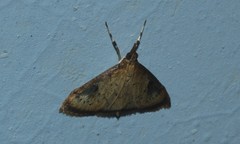 Glaphyriinae
