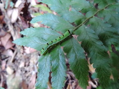 Callopistria repleta