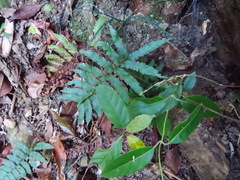 Callopistria repleta