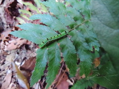 Callopistria repleta