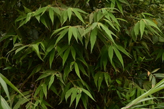 Callicarpa pilosissima