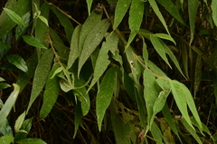 Callicarpa pilosissima