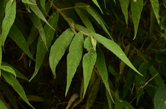 Callicarpa pilosissima