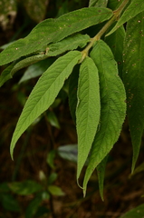 Callicarpa pilosissima