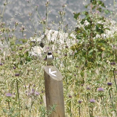 Oenanthe hispanica