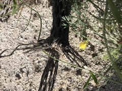 Neogaerrhinum filipes