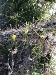 Neogaerrhinum filipes