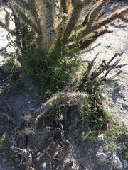 Neogaerrhinum filipes