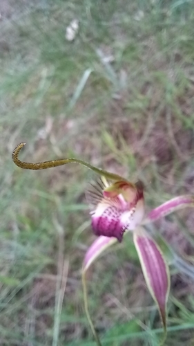 Image of Caladenia arenicola by (c) A.J. Anderson, some rights reserved (CC BY)