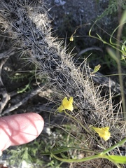 Neogaerrhinum filipes