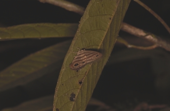 Euptychia marceli