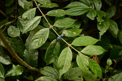 Lasianthus hispidulus