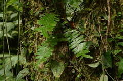 Arthropteris palisotii