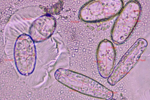 Nettle Powdery Mildew