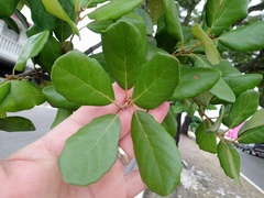 Quercus oleoides
