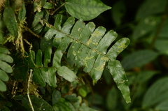 Arthropteris palisotii