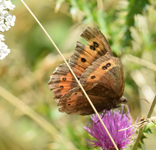 Arran Brown, West Macedonia Region, Greece, photo 8 of 10