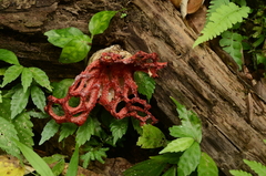 Clathrus crispatus