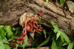 Clathrus crispatus