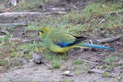 Neophema chrysostoma