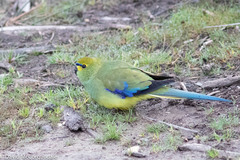 Neophema chrysostoma