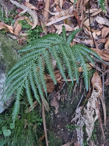 Image of Pteris incompleta by (c) Vítor Jorge, some rights reserved (CC BY)