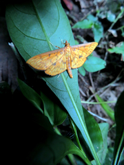 Endocrossis caldusalis