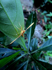 Endocrossis caldusalis