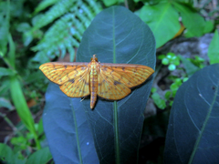 Endocrossis caldusalis