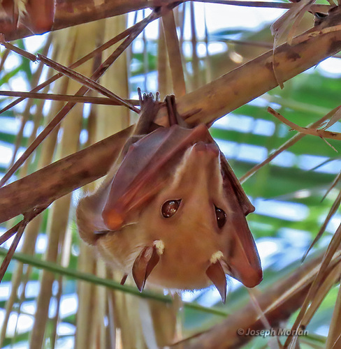 Peters's Epauletted Fruit Bat