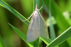 Udea lutealis