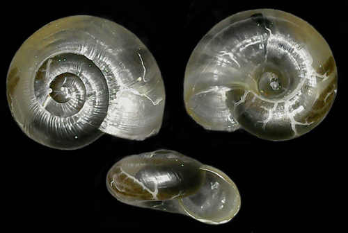 Rayed Glass snail, Slampe parish, Tukums Municipality, Latvia, photo 5 of 10