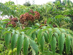 Leea guineensis