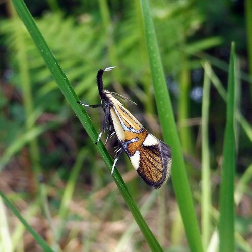 Common Tubic