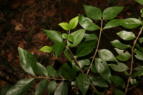 Image of Randia moorei by (c) Greg Tasney, some rights reserved (CC BY-SA)