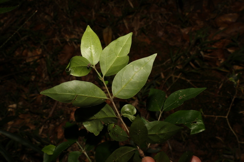 Image of Randia moorei by (c) Greg Tasney, some rights reserved (CC BY-SA)