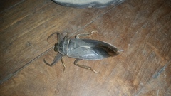 Lethocerus cordofanus