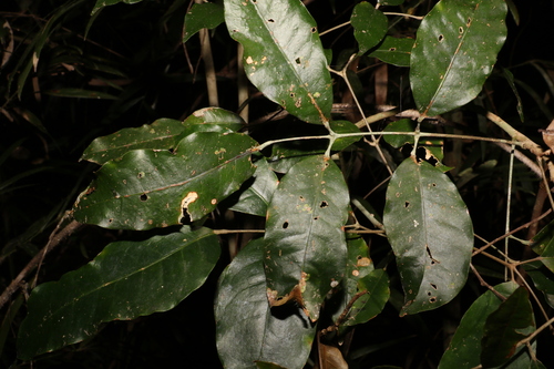 Image of Brown Cudgerie by (c) Greg Tasney, some rights reserved (CC BY-SA)