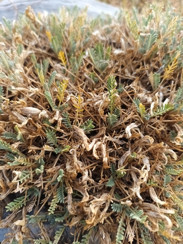 Image of Astragalus angustifolius by (c) Salza Palpurina, some rights reserved (CC BY)