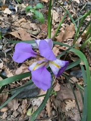 Iris unguicularis