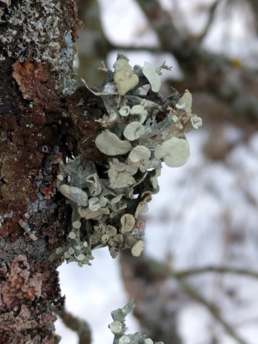 Ramalina fastigiata image